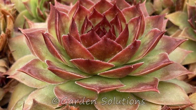swiss cheese plant for sale near me Monstera Adansonii Swiss Cheese Plant