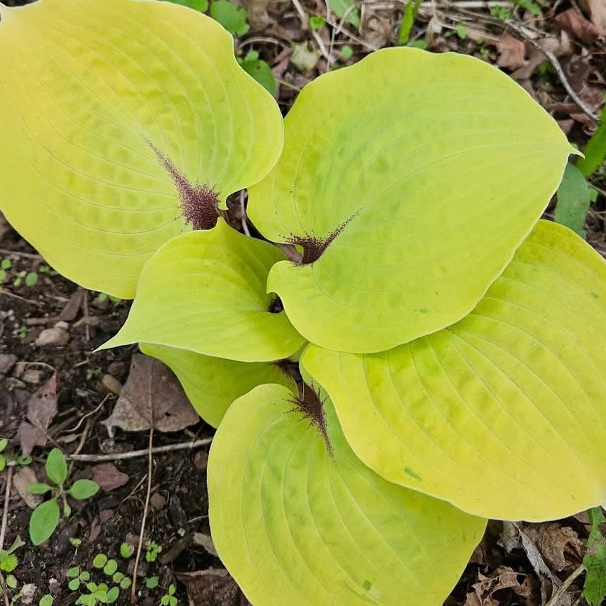 tobacco road hosta Tobacco Road Hosta. Just a peak at some of next years hosta In midsummer Hosta 'Silk Road' Medium-sized