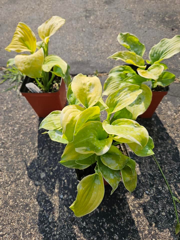 Hosta 'Bodice Ripper' | Botanophilia LLC