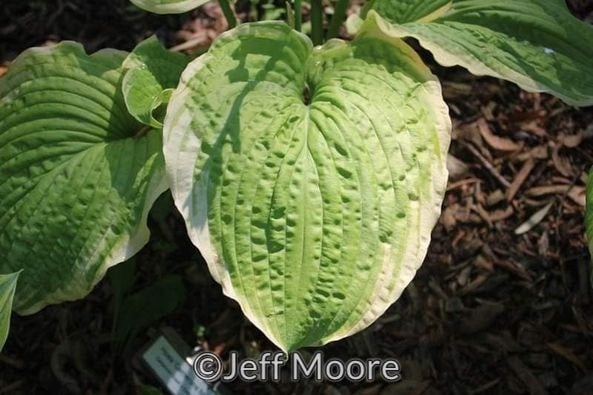 Hosta 'Bodice Ripper' | Botanophilia LLC
