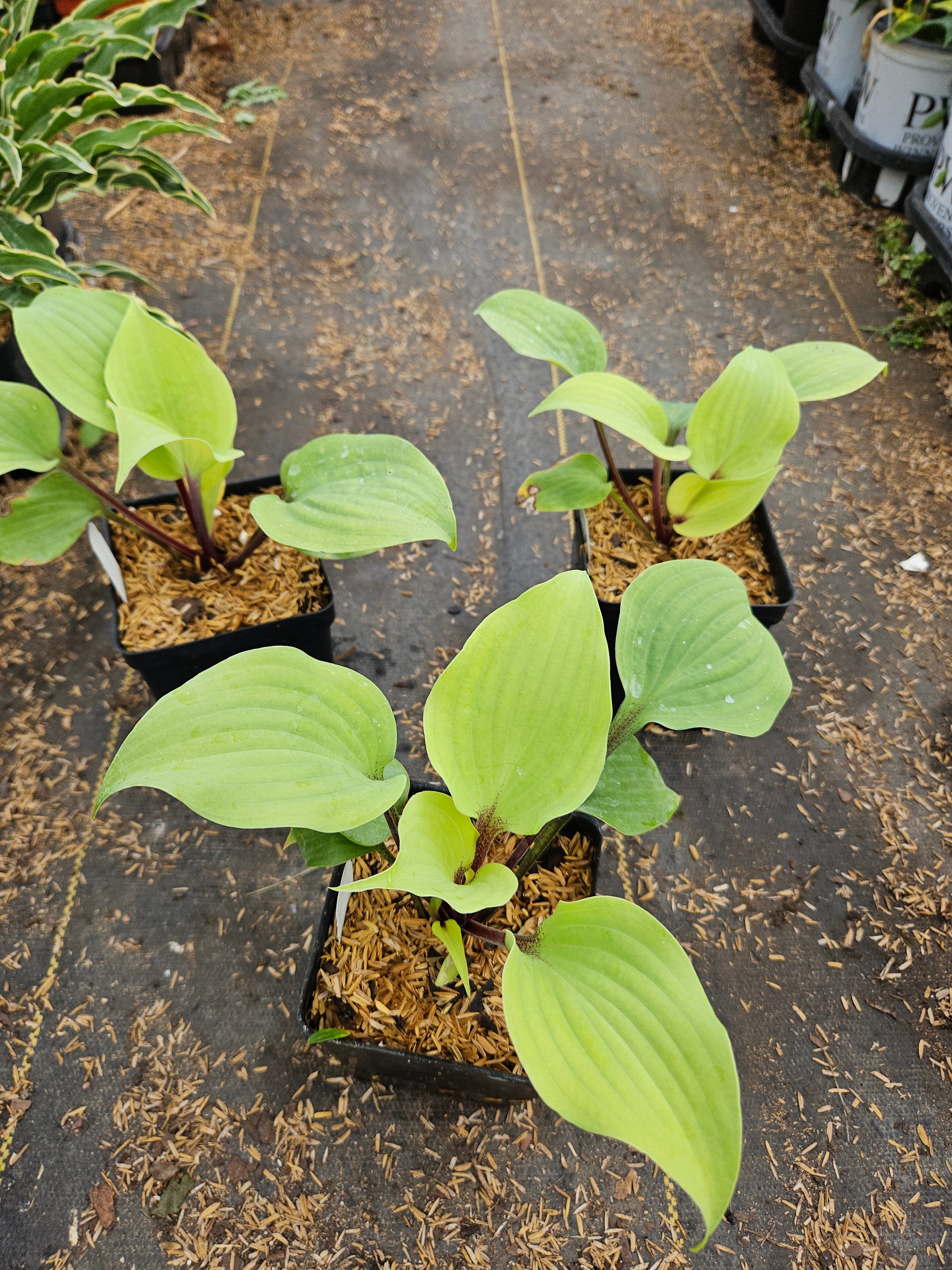 hosta tobacco road Rage 56 Inches This hosta boasts wide variegated leaves that are true green with light chartreuse margins Hosta 'Calm Before the Storm'