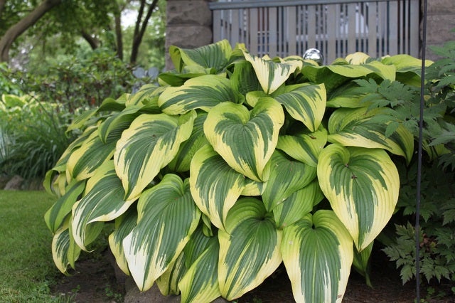 Hosta montana 'Aureomarginata' | Botanophilia LLC