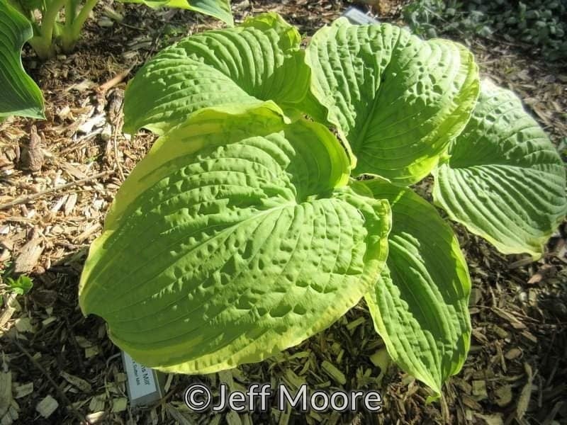 Hosta 'Bodice Ripper' | Botanophilia LLC
