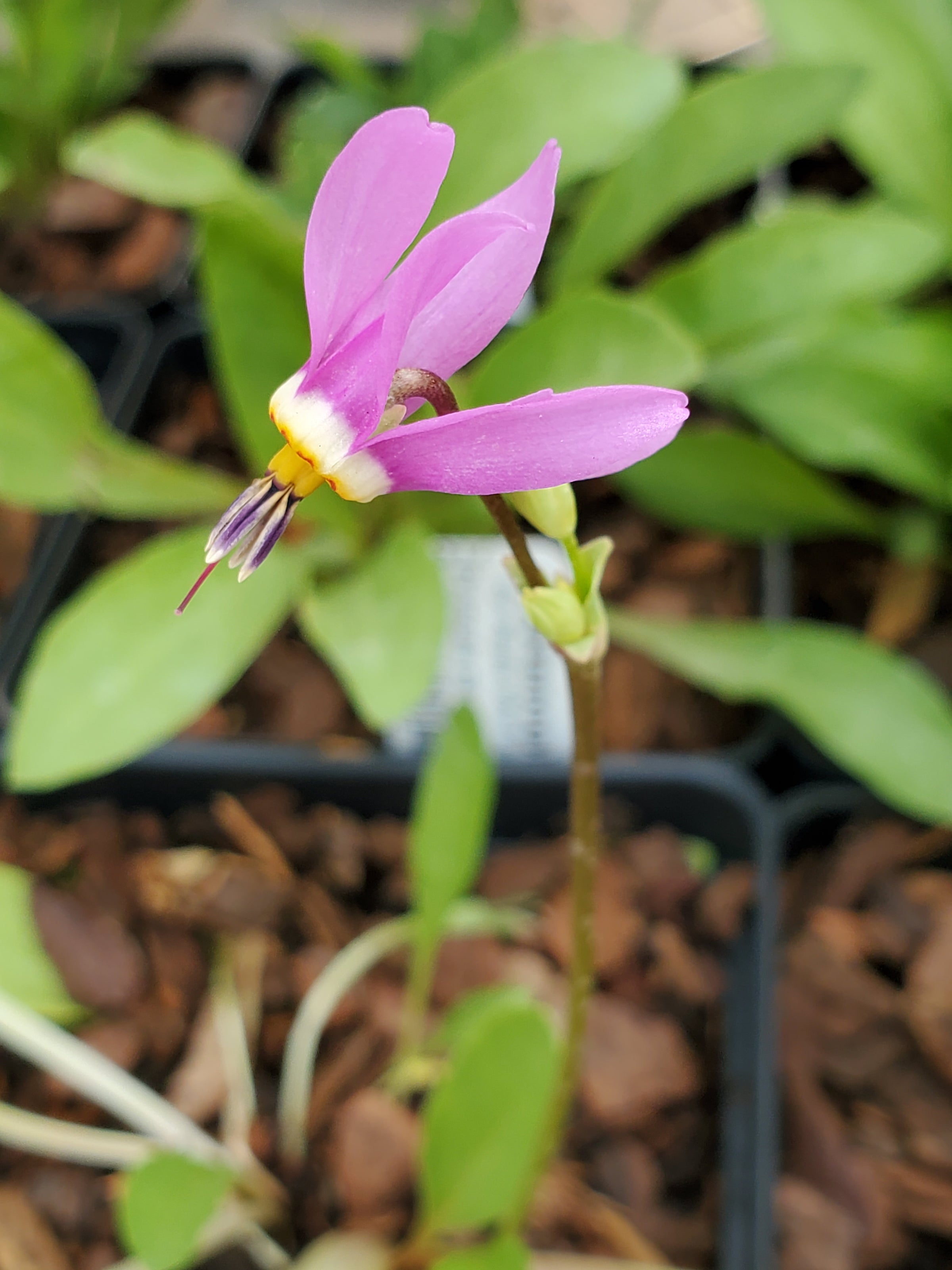 Primula pauciflora - Shooting Star | Botanophilia LLC