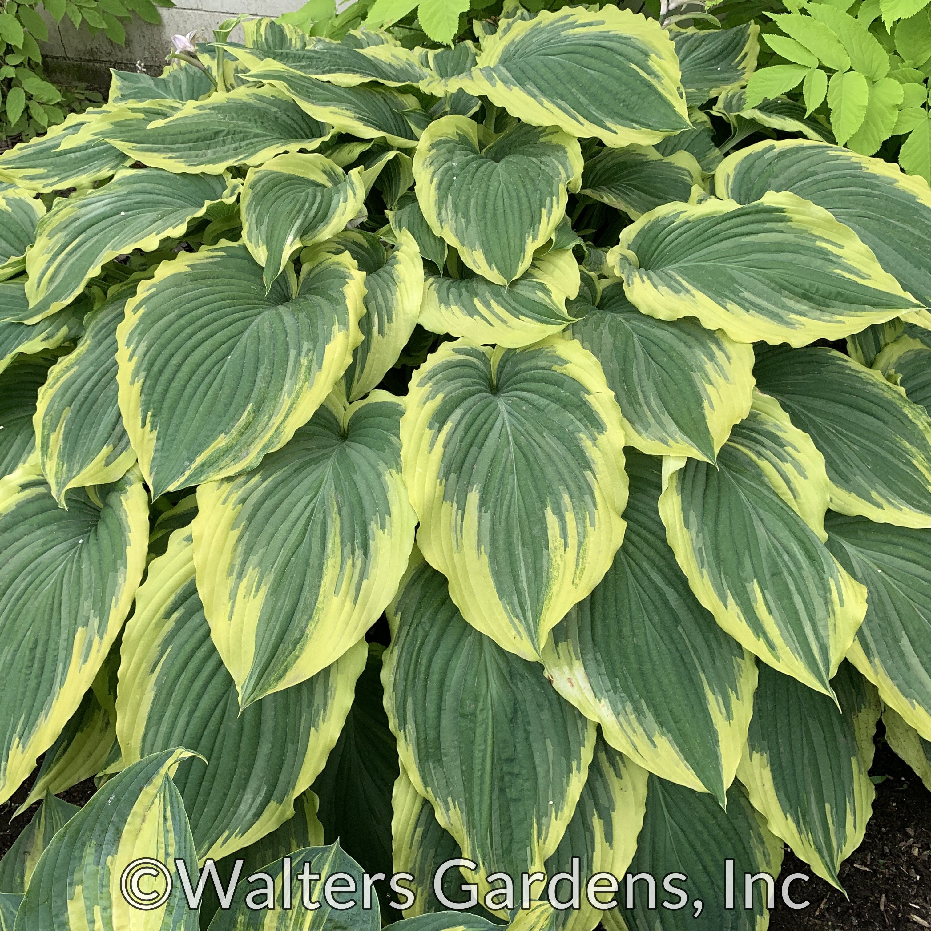 Hosta Drop Dead Gorgeous PP33318 Botanophilia LLC hosta-drop-dead-gorgeous-pp33318-botanophilia-llc