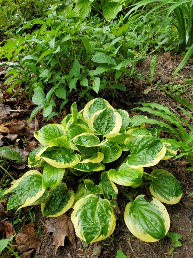 Hosta 'Party Streamers