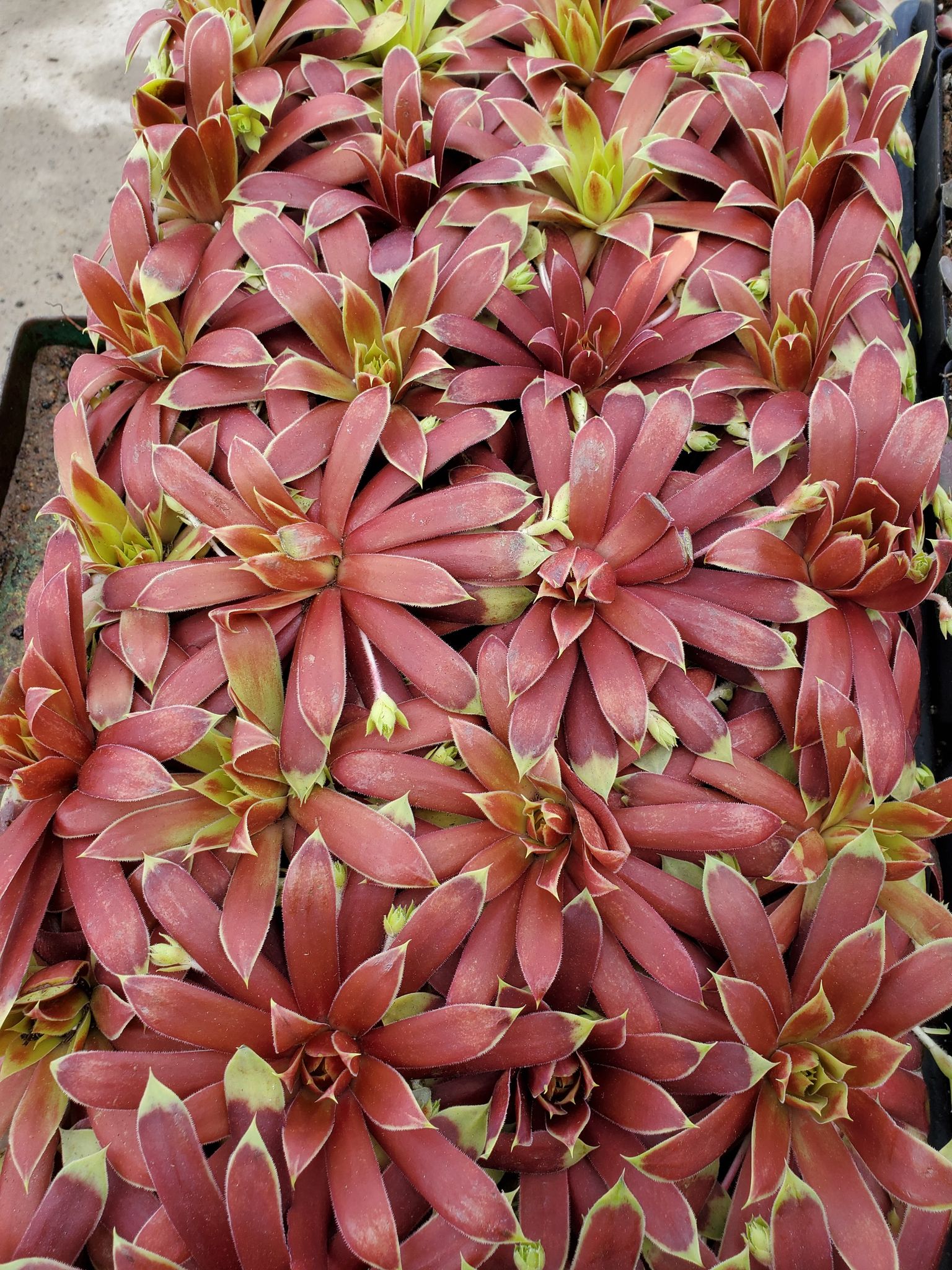 sempervivum-chick-charms-giants-gold-mine-ppaf-botanophilia-llc