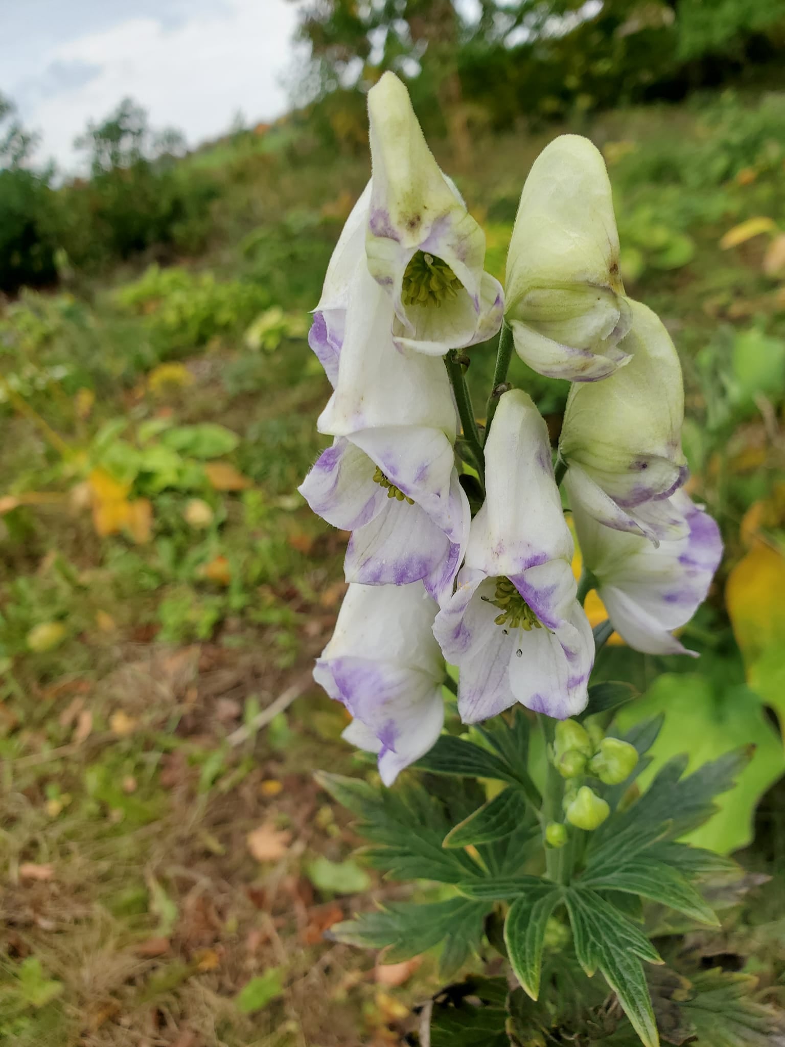 aconitum-cammarum-bicolor-monkshood-botanophilia-llc