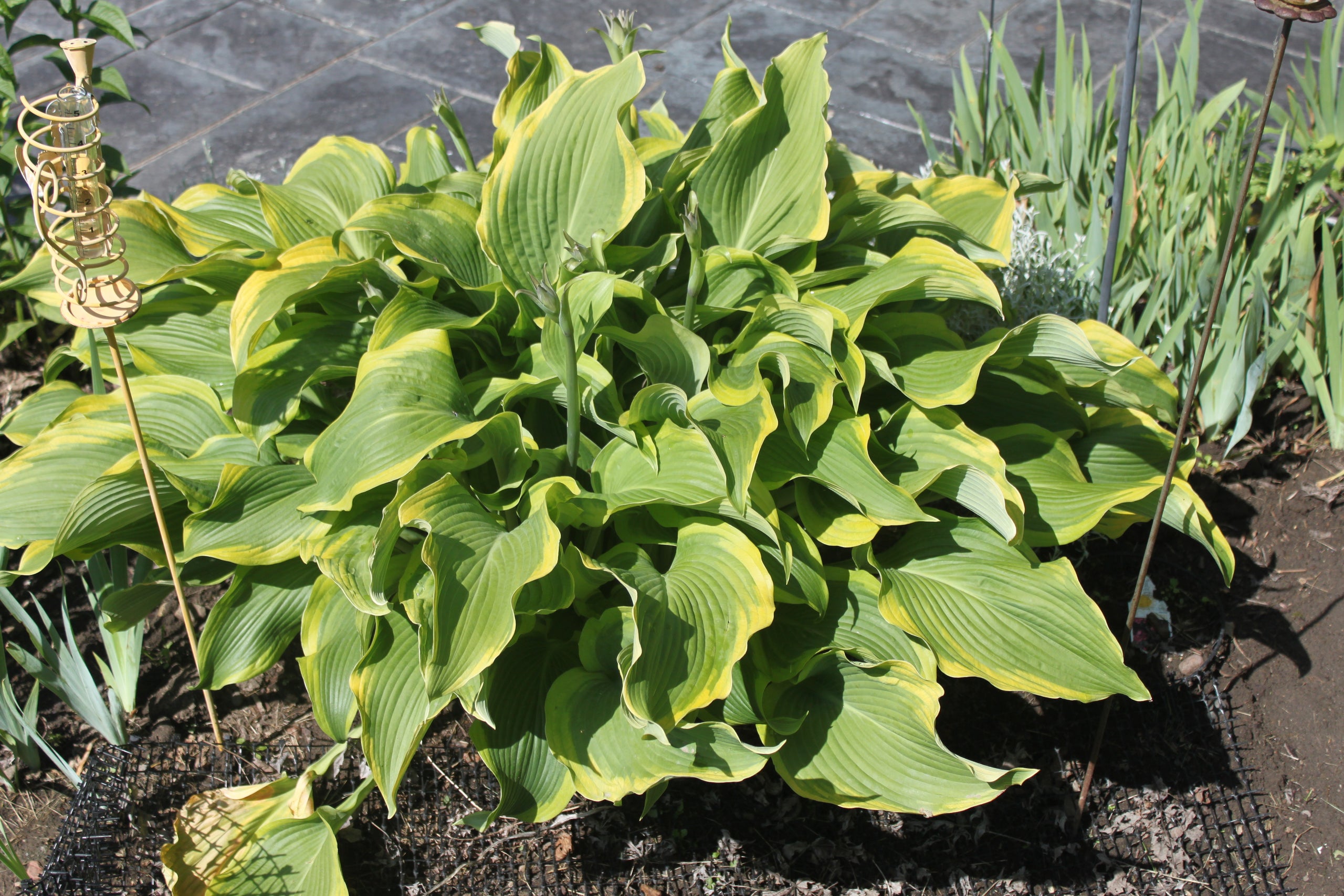 Hosta 'Atlantis' PP17093 | Botanophilia LLC