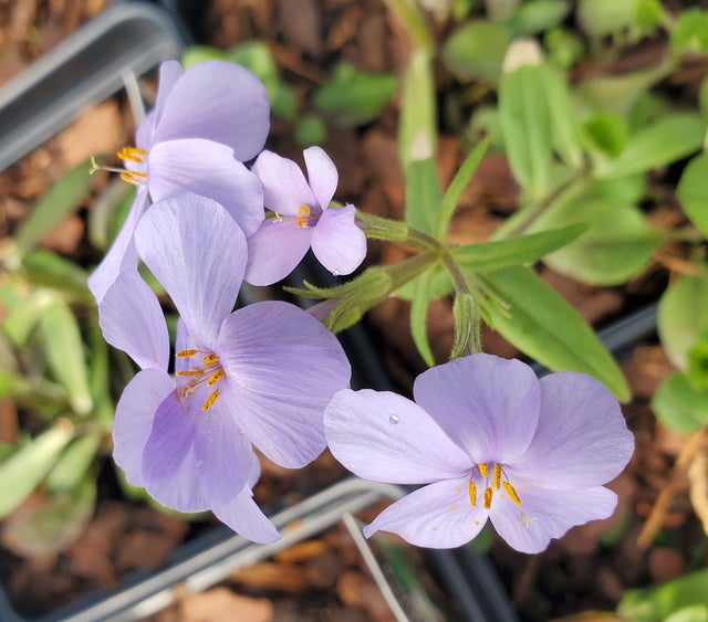 Plants O-Z | Botanophilia LLC