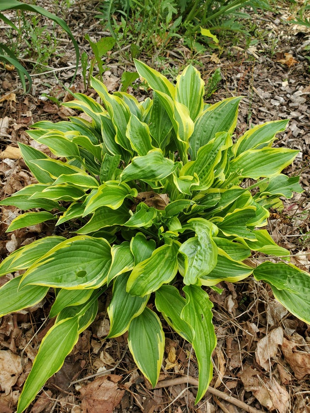 Hosta 'Party Streamers