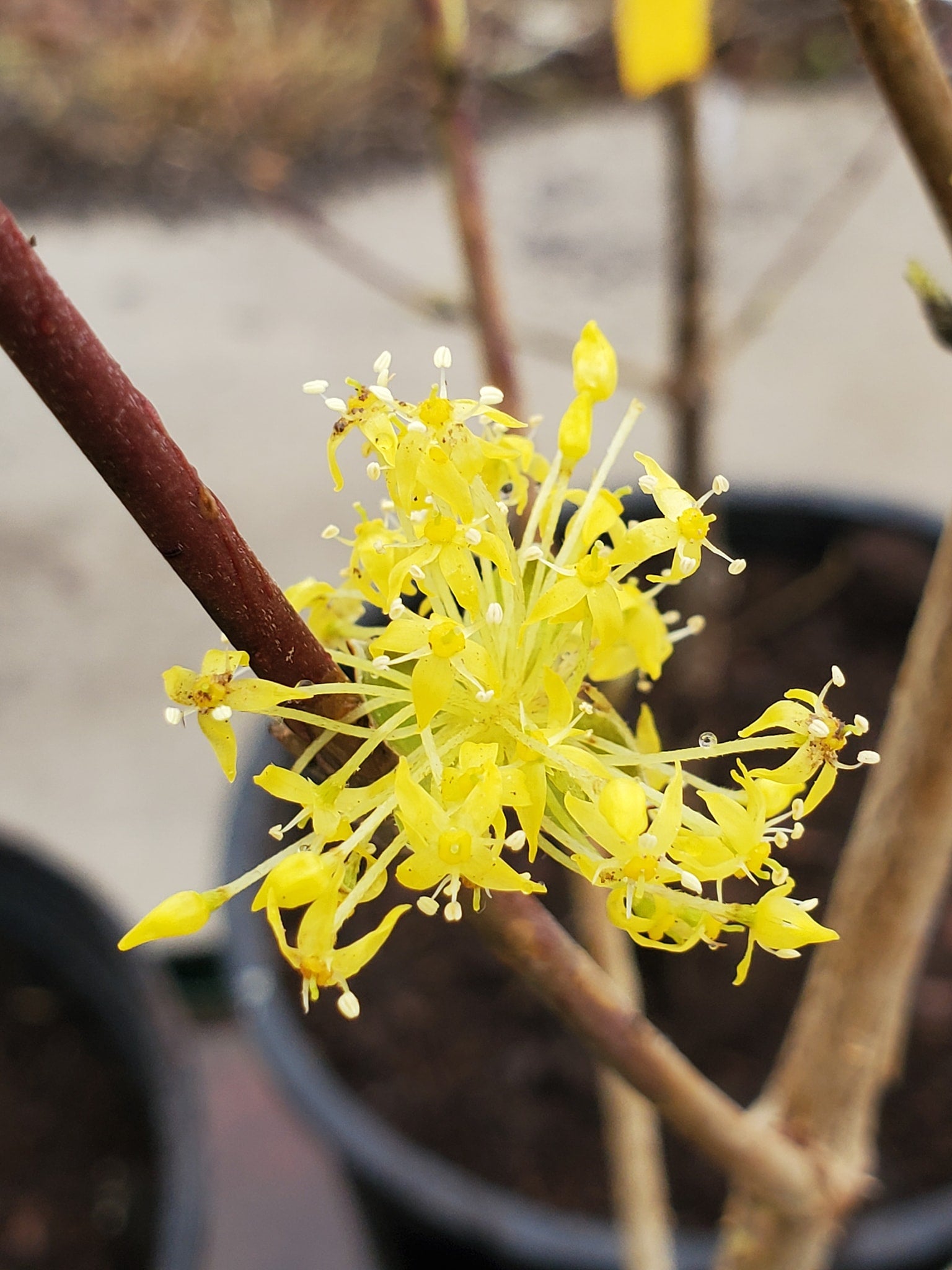 Cornus Officinalis Kintoki Japanese Cornel Dogwood Botanophilia Llc